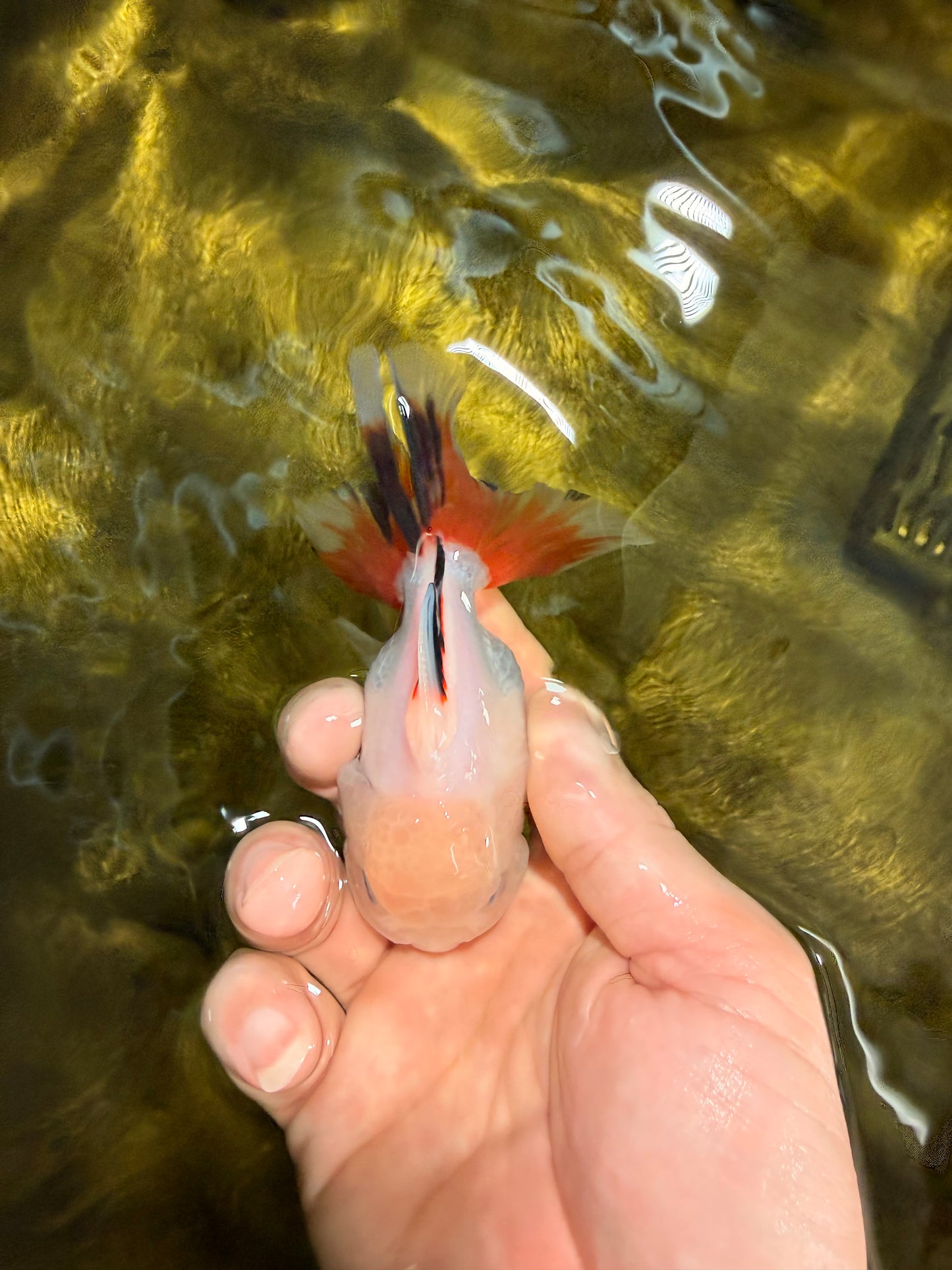 [SINGLE] Tricolor Oranda Male 4 inches #032026SO_05