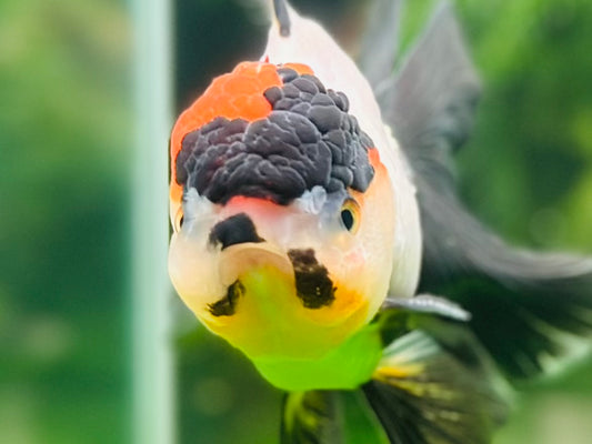 [SINGLE] Tricolor Oranda Male size 4.5 inches #111524SO_18