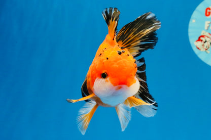 [SINGLE] Orange Oranda Male 4.5 inches #040326SO_05