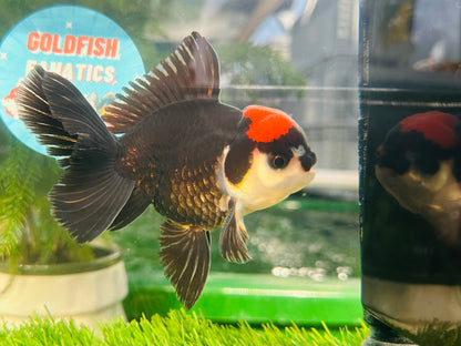 [SINGLE] Tricolor Red Head Oranda Male size 4.5 inches #111524SO_17