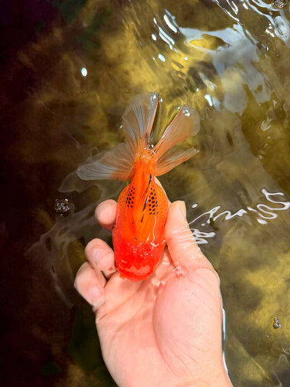 [SINGLE] Orange Female 4.5 inches #103125SO_04