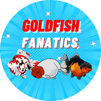 Affordable Quality Goldfish for Sale - Thai Goldfish in USA & Canada ...