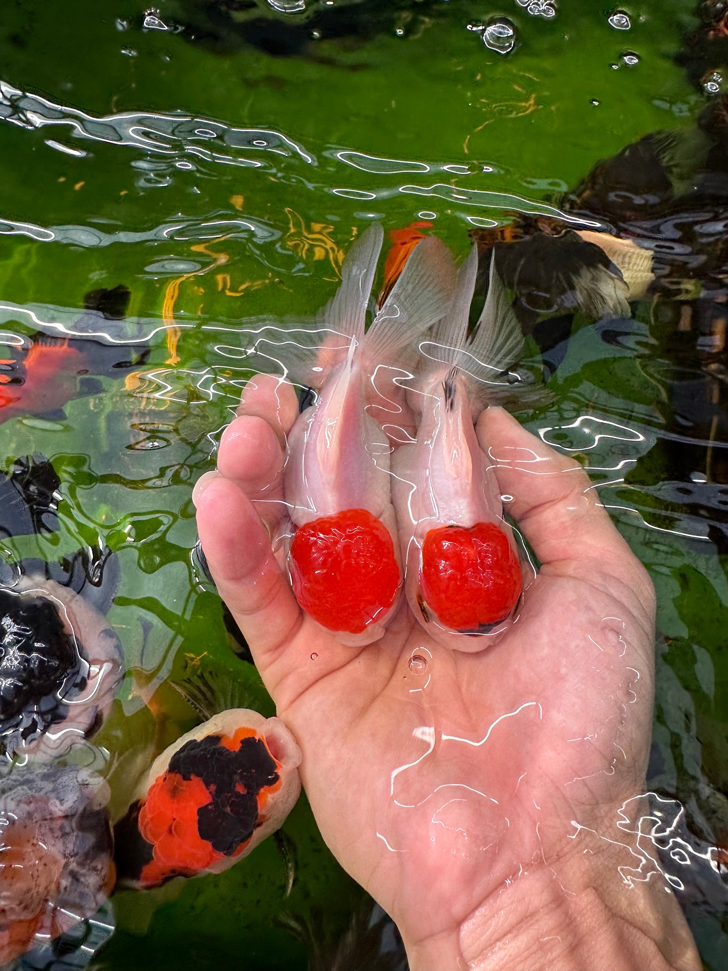 [COUPLE] - Red Cap Oranda 4 inches #110824CO_20