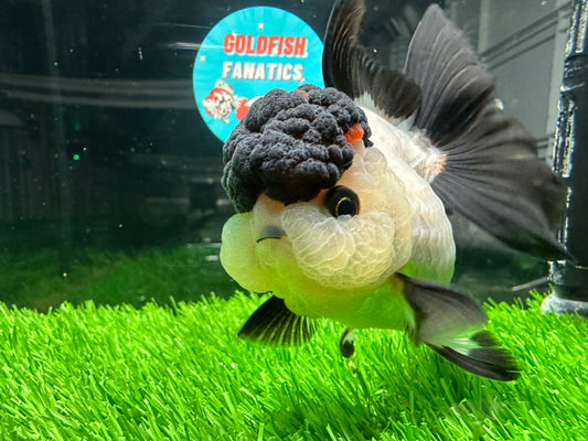 [COUPLE] Tricolor & Panda Oranda size 4 inches #111524CO_01