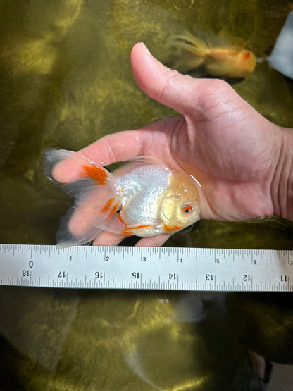 [SINGLE] Fluffy Tail Orange White Oranda Male 4-4.5 inches #041125_08