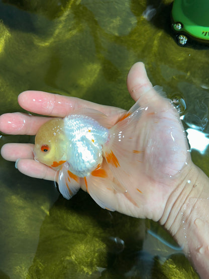 [SINGLE] Fluffy Tail Orange White Oranda Male 4-4.5 inches #041125_08