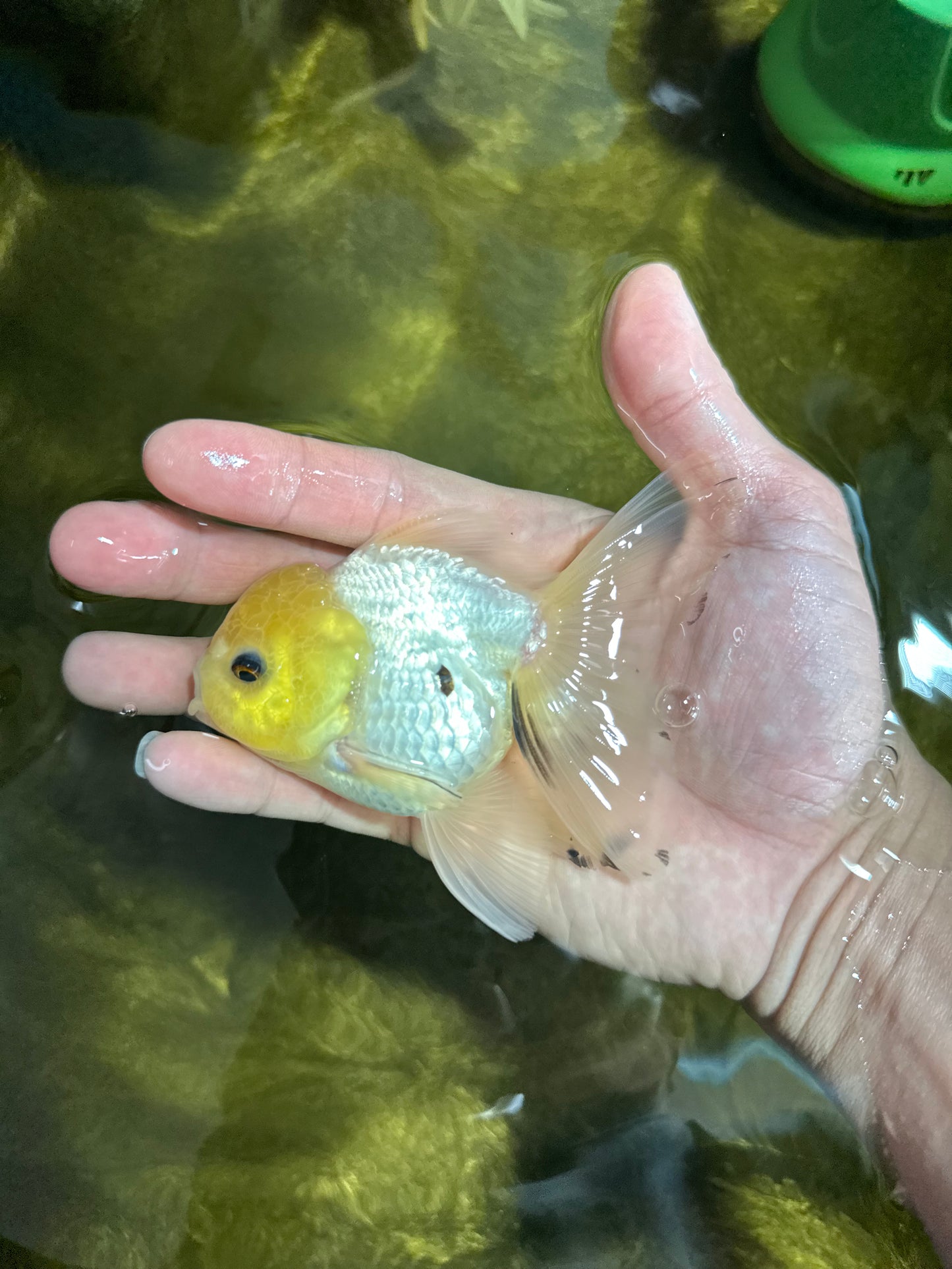 [SINGLE] Lemonhead Button Eyes Oranda Male 4 inches #041125_05