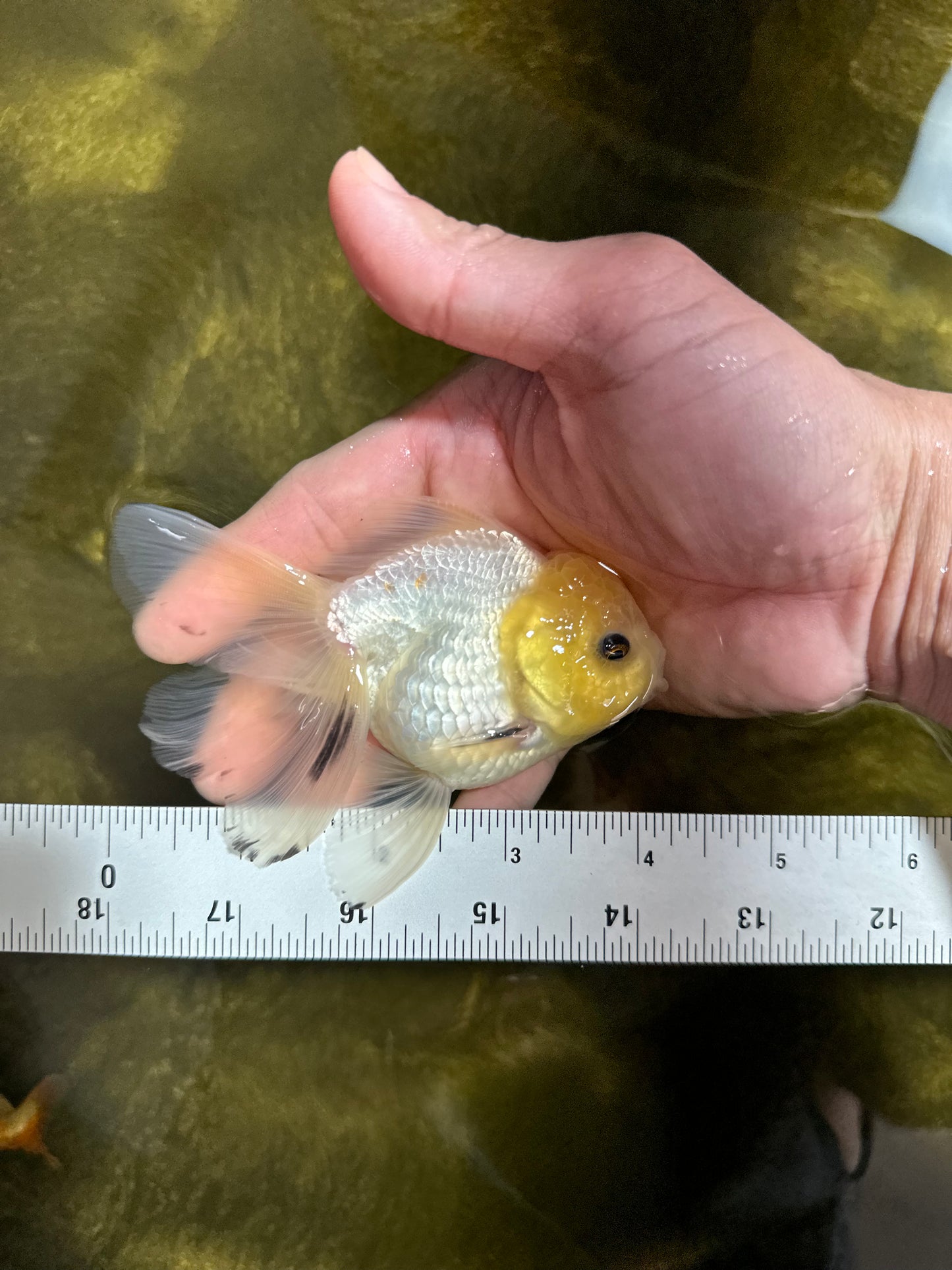 [SINGLE] Lemonhead Button Eyes Oranda Male 4 inches #041125_05