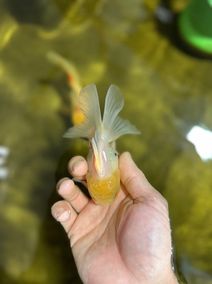 [SINGLE] Lemonhead Button Eyes Oranda Male 4 inches #041125_05