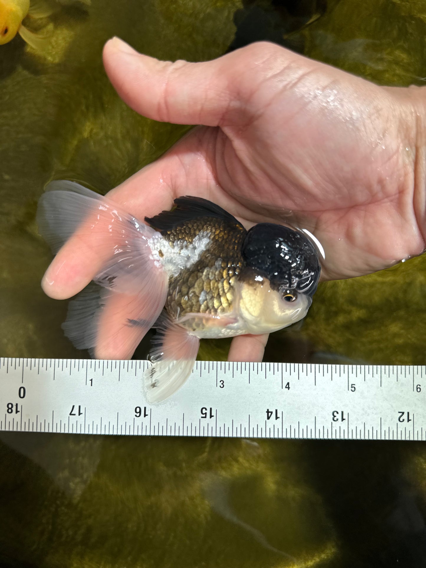 [SINGLE] Panda Oranda Male 4-4.5 inches #041125_04