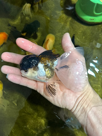 [SINGLE] Panda Oranda Male 4-4.5 inches #041125_04