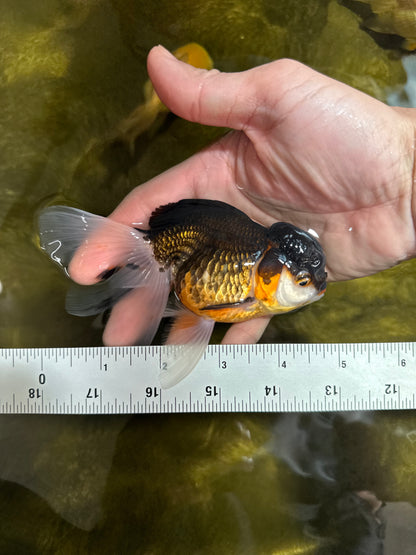 [SINGLE] Tricolor Oranda Female 4.5 inches #041125_01