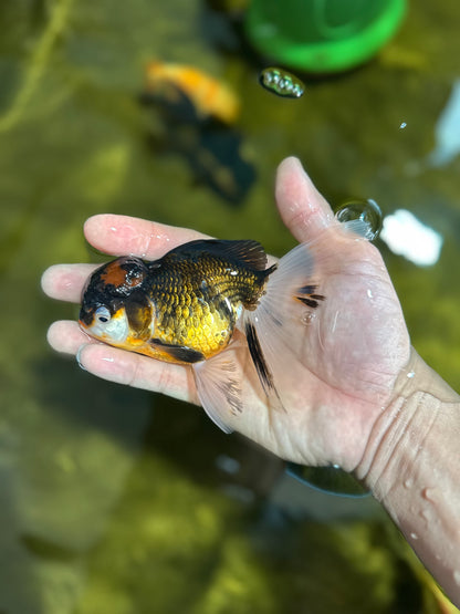 [SINGLE] Tricolor Oranda Female 4.5 inches #041125_01
