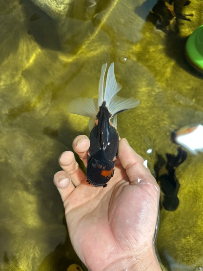 [SINGLE] Tricolor Oranda Female 4.5 inches #041125_01