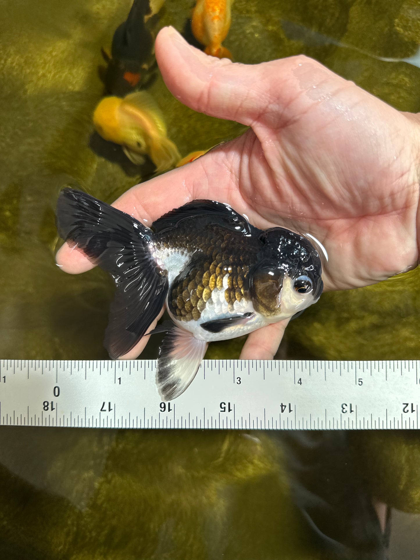 [SINGLE] Panda Oranda Female 4.5 inches #041125_02