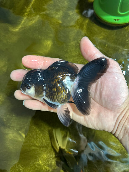 [SINGLE] Panda Oranda Female 4.5 inches #041125_02