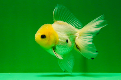 [SINGLE] Lemonhead Button Eyes Oranda Male 4 inches #041125_05