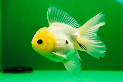 [SINGLE] Lemonhead Button Eyes Oranda Male 4 inches #041125_05