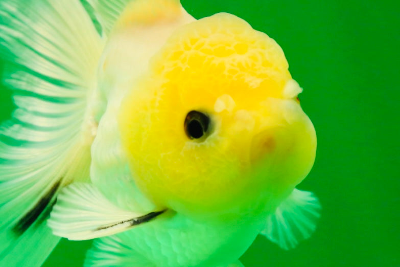 [SINGLE] Lemonhead Button Eyes Oranda Male 4 inches #041125_05