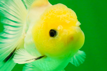 [SINGLE] Lemonhead Button Eyes Oranda Male 4 inches #041125_05