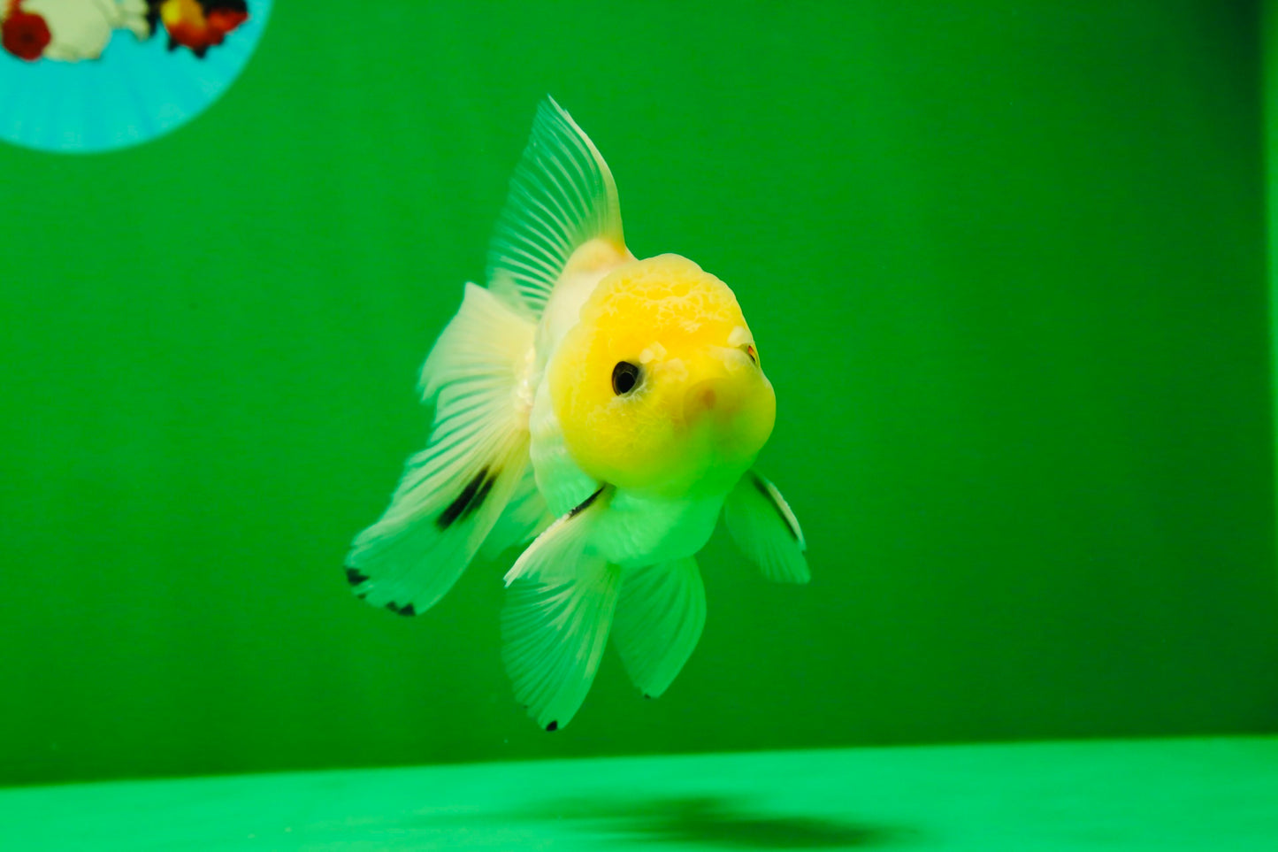 [SINGLE] Lemonhead Button Eyes Oranda Male 4 inches #041125_05