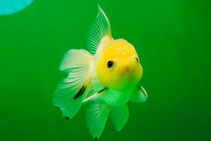 [SINGLE] Lemonhead Button Eyes Oranda Male 4 inches #041125_05