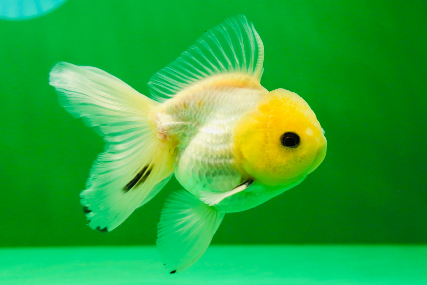 [SINGLE] Lemonhead Button Eyes Oranda Male 4 inches #041125_05