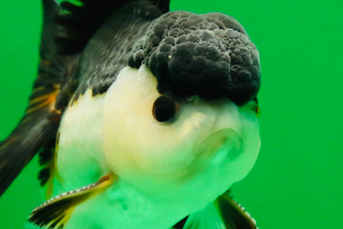 [SINGLE] Chonky Tricolor Oranda Male 4 inches #041125_03