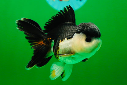 [SINGLE] Chonky Tricolor Oranda Male 4 inches #041125_03