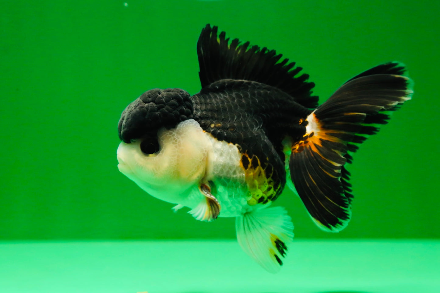 [SINGLE] Chonky Tricolor Oranda Male 4 inches #041125_03