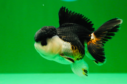 [SINGLE] Chonky Tricolor Oranda Male 4 inches #041125_03