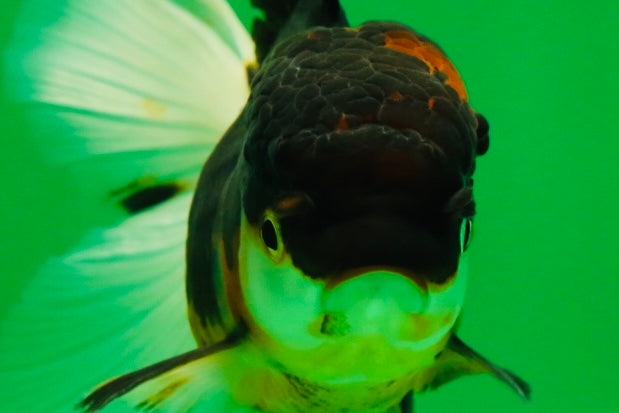 [SINGLE] Tricolor Oranda Female 4.5 inches #041125_01