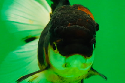 [SINGLE] Tricolor Oranda Female 4.5 inches #041125_01