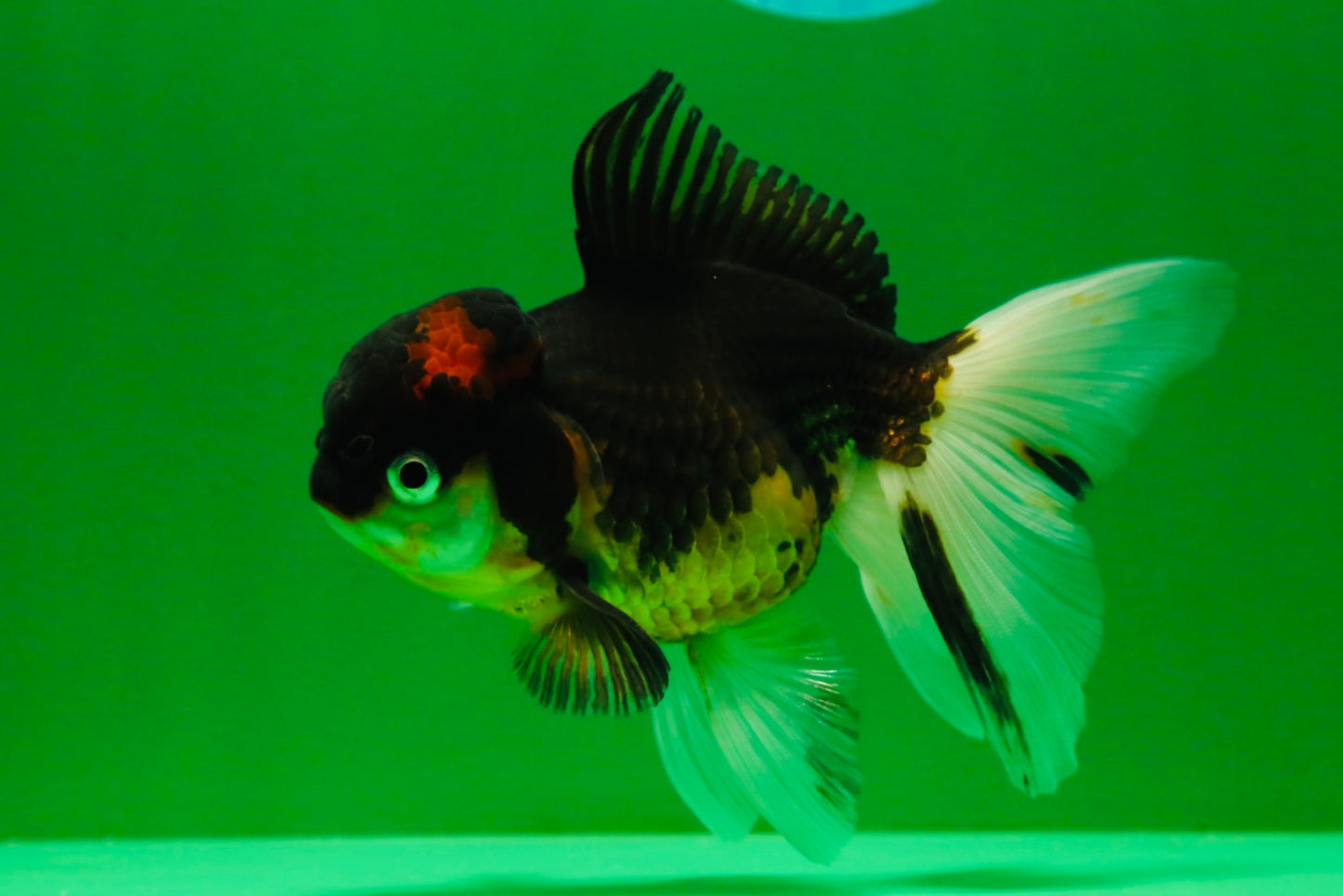 [SINGLE] Tricolor Oranda Female 4.5 inches #041125_01