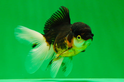 [SINGLE] Tricolor Oranda Female 4.5 inches #041125_01