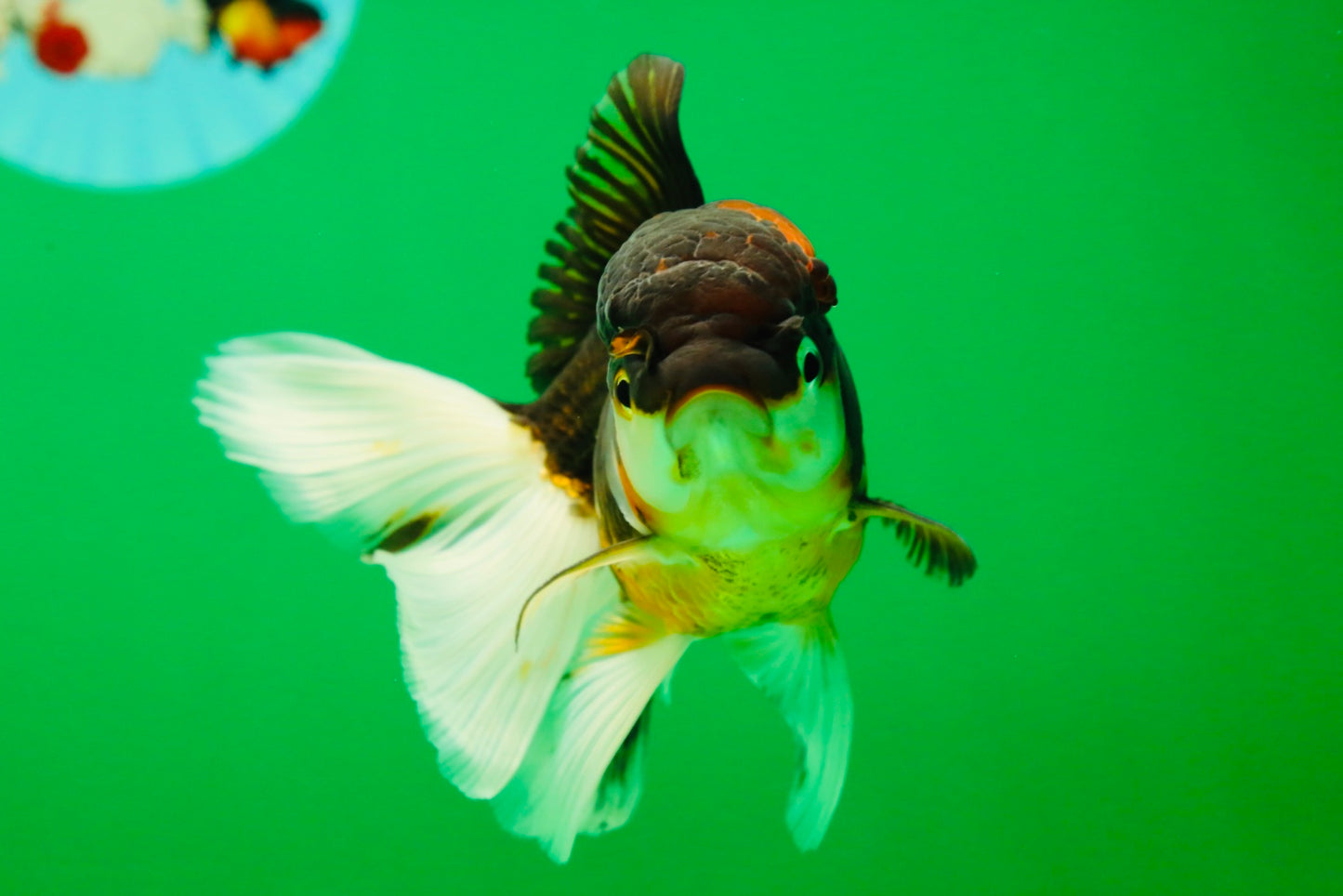 [SINGLE] Tricolor Oranda Female 4.5 inches #041125_01