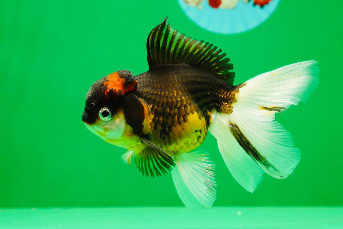 [SINGLE] Tricolor Oranda Female 4.5 inches #041125_01