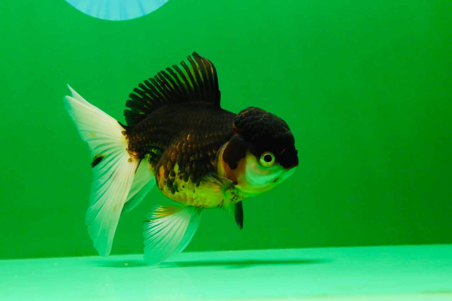 [SINGLE] Tricolor Oranda Female 4.5 inches #041125_01