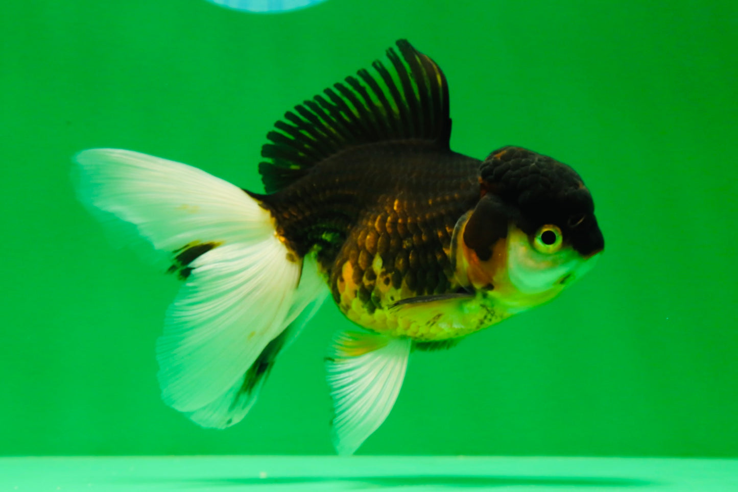 [SINGLE] Tricolor Oranda Female 4.5 inches #041125_01