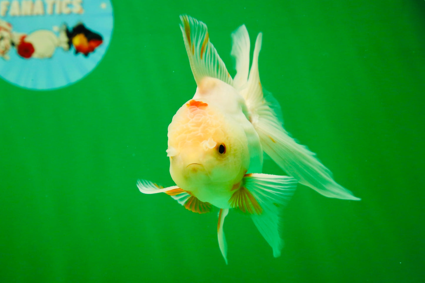 [SINGLE] White Oranda Male 4.5 inches #041125_06