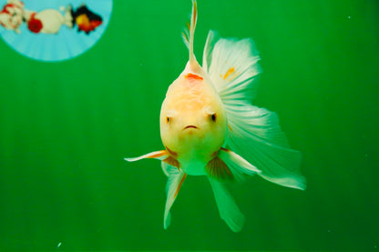 [SINGLE] White Oranda Male 4.5 inches #041125_06