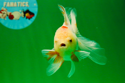 [SINGLE] White Oranda Male 4.5 inches #041125_06
