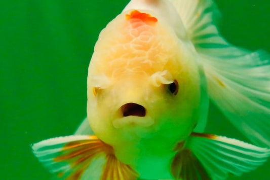 [SINGLE] White Oranda Male 4.5 inches #041125_06