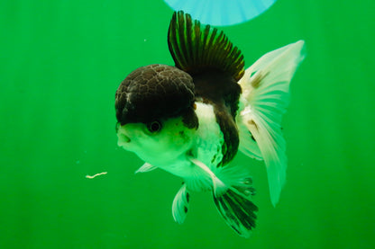 [SINGLE] Panda Oranda Male 4-4.5 inches #041125_04