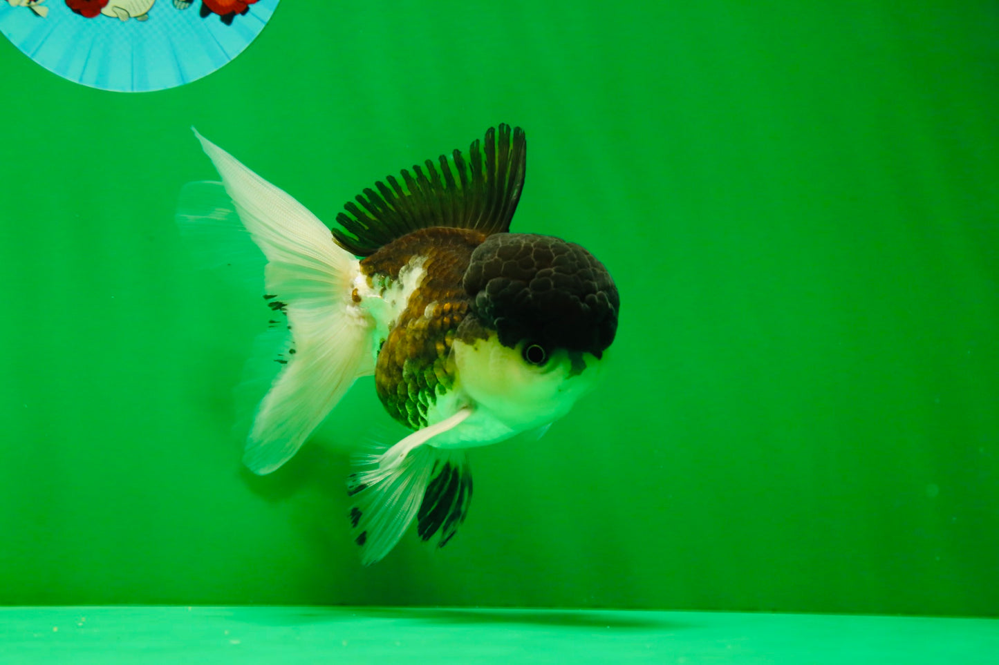 [SINGLE] Panda Oranda Male 4-4.5 inches #041125_04