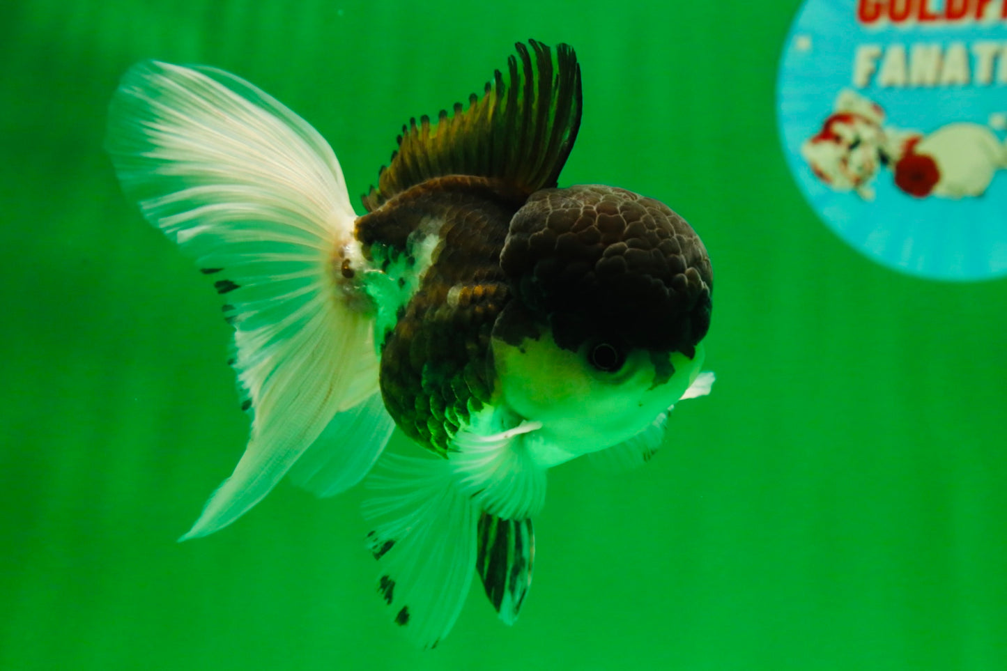 [SINGLE] Panda Oranda Male 4-4.5 inches #041125_04