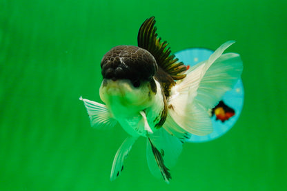[SINGLE] Panda Oranda Male 4-4.5 inches #041125_04