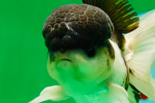 [SINGLE] Panda Oranda Male 4-4.5 inches #041125_04