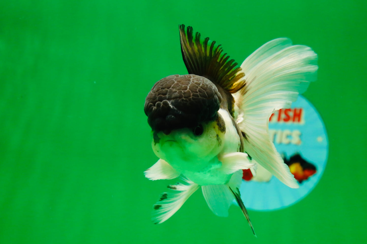 [SINGLE] Panda Oranda Male 4-4.5 inches #041125_04