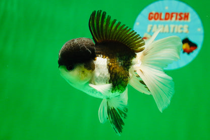 [SINGLE] Panda Oranda Male 4-4.5 inches #041125_04